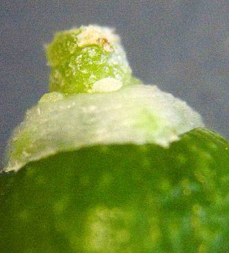 Prays oleae larva alimentandose aceituna