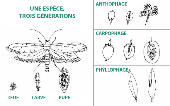 tres generaciones de prays oleae